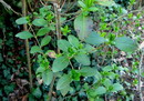 برگ نو معمولی